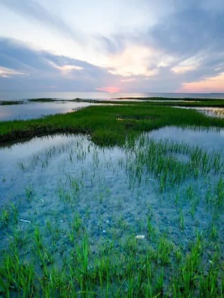Shallow wetland with green reeds at sunset